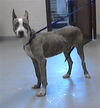 adoptable Dog in Fayetteville, NC named A422276