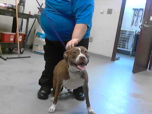 adoptable Dog in Fayetteville, NC named A422277