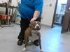 adoptable Dog in Fayetteville, NC named A422277
