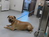 adoptable Dog in  named A422280