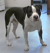 adoptable Dog in Fayetteville, NC named MCDUFF