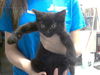 adoptable Cat in  named A421214
