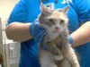 adoptable Cat in  named MOOSH