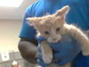 adoptable Cat in  named MCGURT