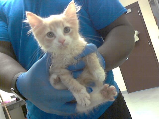 adoptable Cat in Fayetteville, NC named STUART