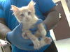 adoptable Cat in  named STUART