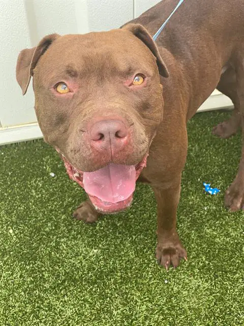 Ace - Pit Bull Terrier