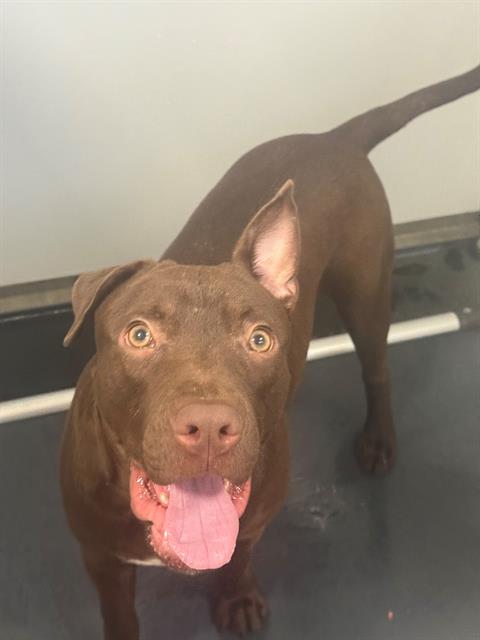 BOO BOO - Pit Bull Terrier available for adoption