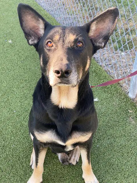 Draco - German Shepherd Dog