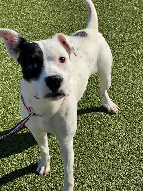 SPANKY, an adoptable Pointer in Fayetteville, NC