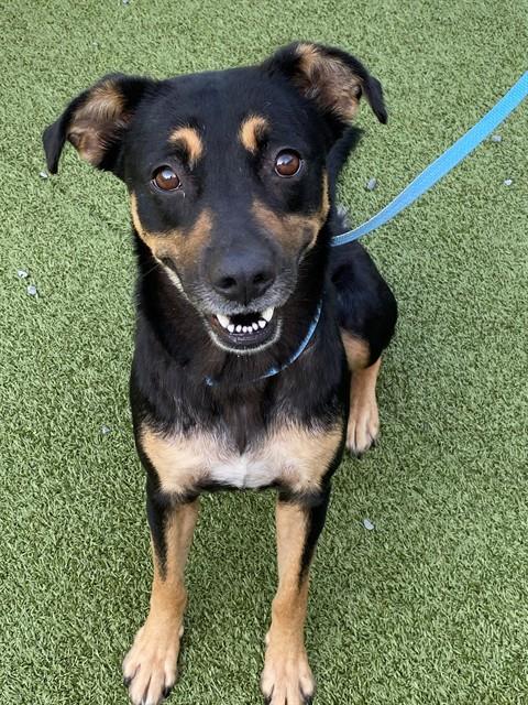 MILDRED - Black and Tan Coonhound available for adoption