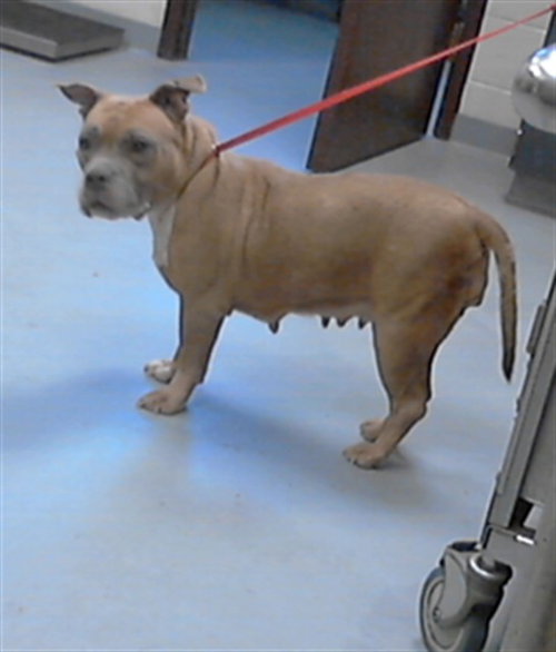 picture of the dog needing adoption