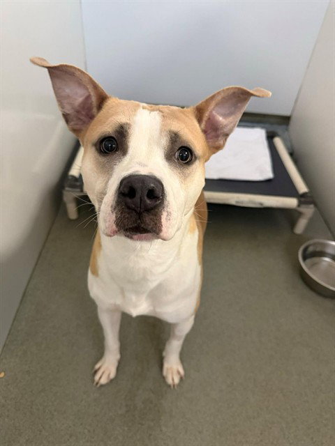 picture of the dog needing adoption