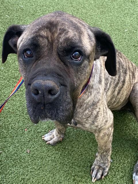 picture of the dog needing adoption