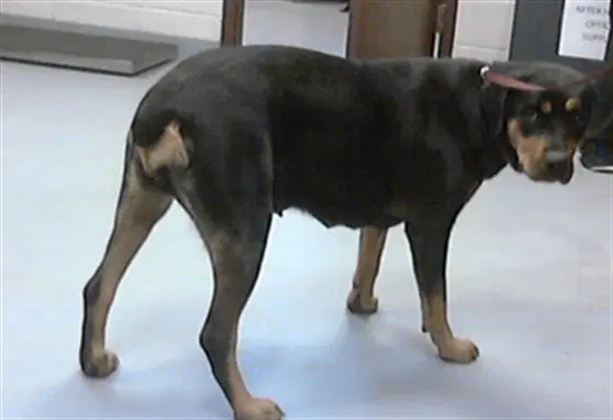 Gracie - Rottweiler