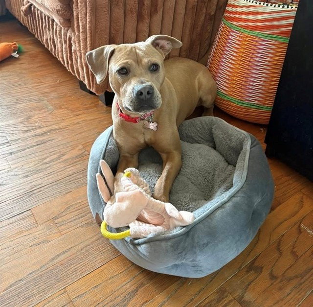 LOLA Image