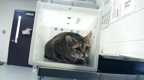 KING GEORGE, an adoptable Domestic Short Hair in Fayetteville, NC