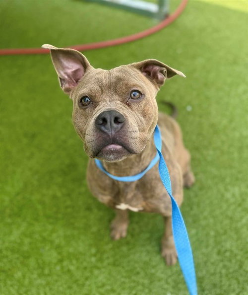 picture of the dog needing adoption