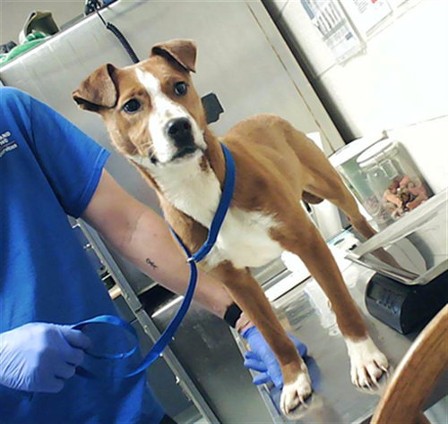 ARF VADER, an adoptable Labrador Retriever in Fayetteville, NC