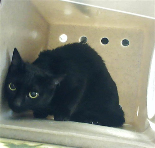 picture of the cat needing adoption