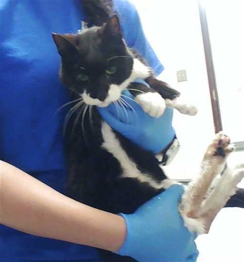picture of the cat needing adoption
