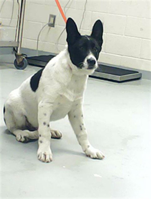 RANDY WALTERS, an adoptable Australian Cattle Dog in Fayetteville, NC