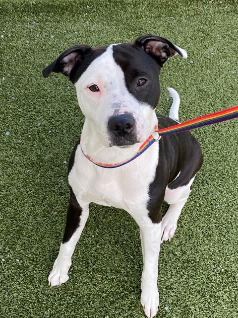 picture of the dog needing adoption