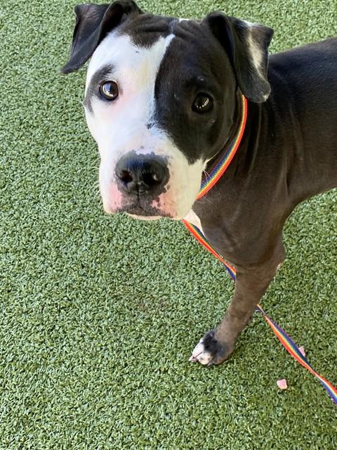 picture of the dog needing adoption
