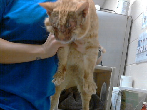 picture of the cat needing adoption
