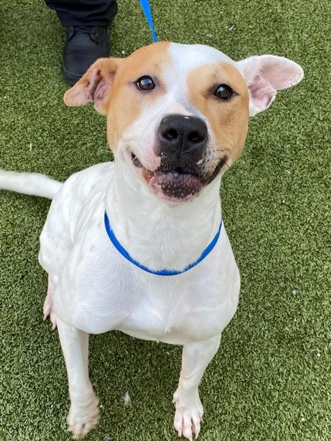 CHLOE - Pit Bull Terrier available for adoption