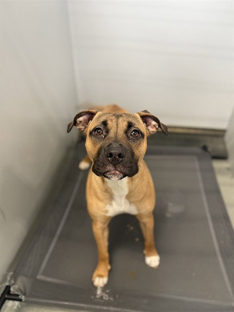 MOONPIE - Pit Bull Terrier available for adoption