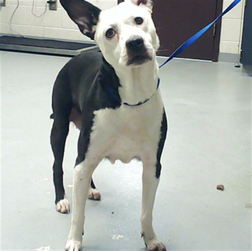 RHIANNE, an adoptable Pit Bull Terrier in Fayetteville, NC
