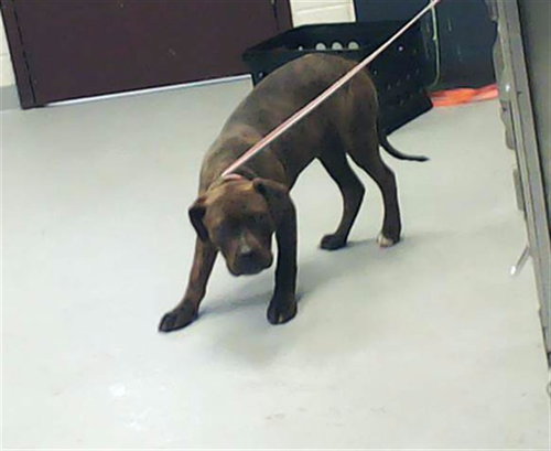THEO, an adoptable Pit Bull Terrier in Fayetteville, NC