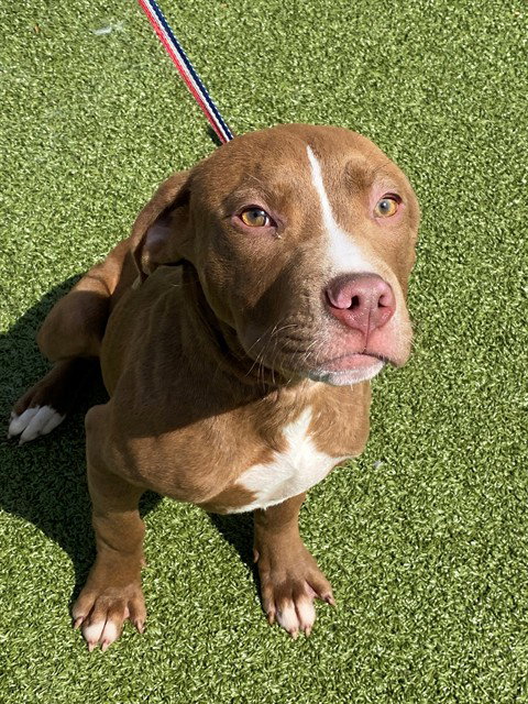 PASCAL - Pit Bull Terrier available for adoption