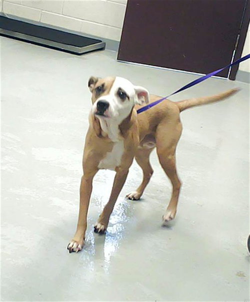 MARY JANE, an adoptable Pit Bull Terrier in Fayetteville, NC