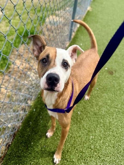 MARY JANE - Pit Bull Terrier available for adoption