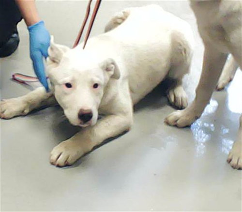 A428803, an adoptable Great Pyrenees in Fayetteville, NC