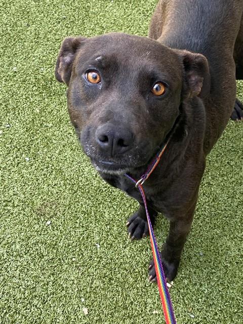 VIOLET - Pit Bull Terrier available for adoption