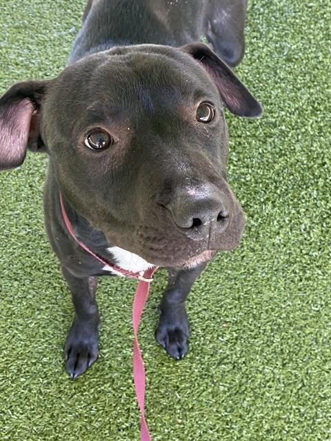 SQUIRT - Pit Bull Terrier available for adoption