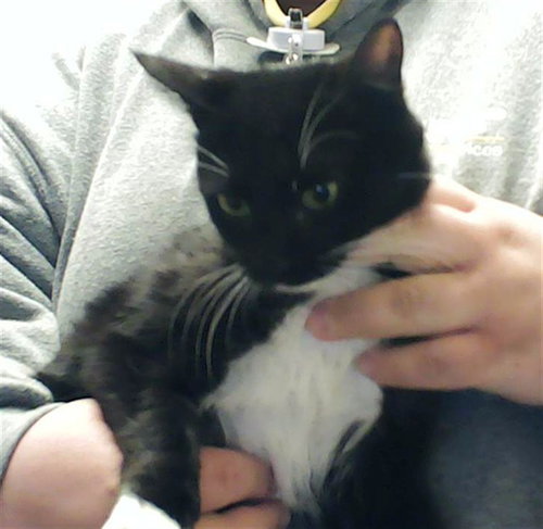 TAMMY, an adoptable Domestic Short Hair in Fayetteville, NC