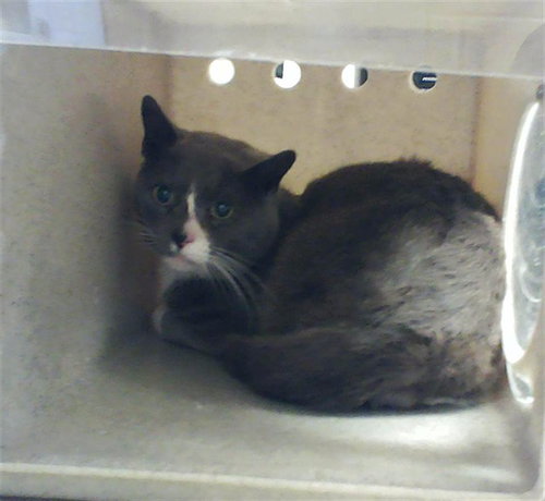 GRAY, an adoptable Domestic Short Hair in Fayetteville, NC