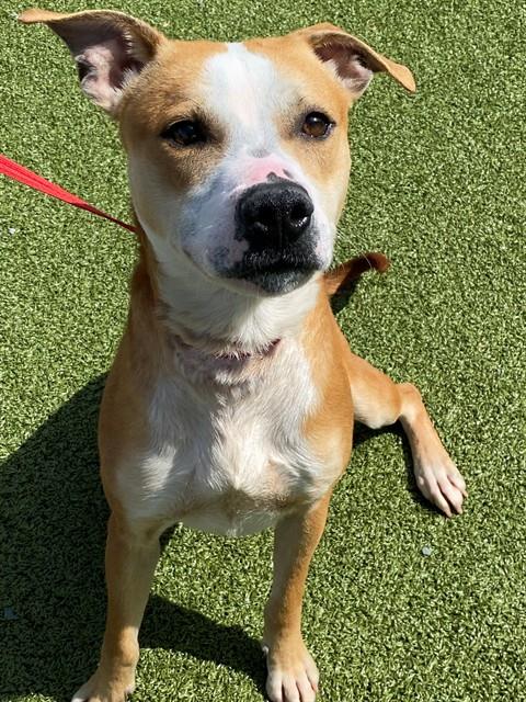 picture of the dog needing adoption