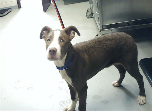 picture of the dog needing adoption