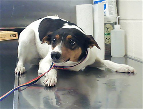 picture of the dog needing adoption