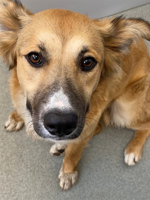 LEMON POUND CAKE, an adoptable German Shepherd Dog in Fayetteville, NC