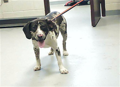 picture of the dog needing adoption
