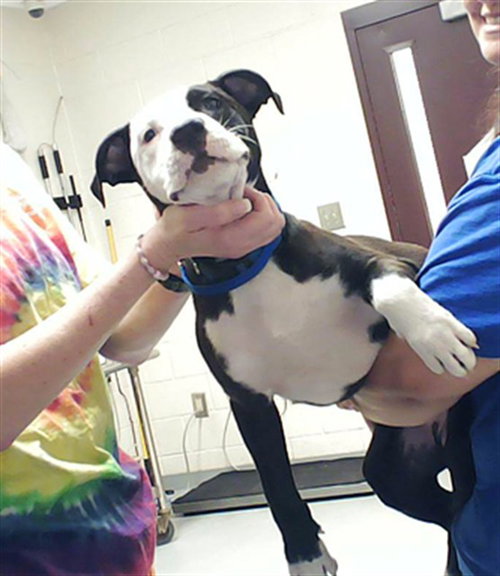 picture of the dog needing adoption