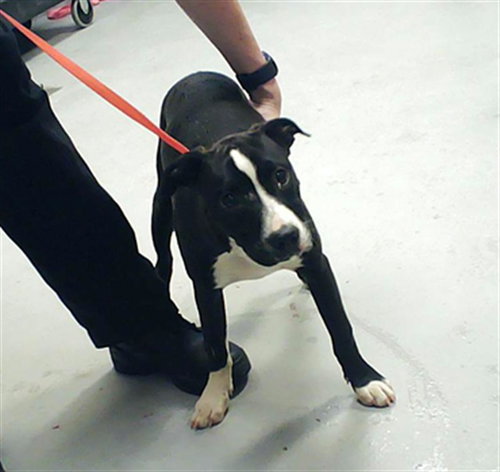ROGER, an adoptable Pit Bull Terrier in Fayetteville, NC
