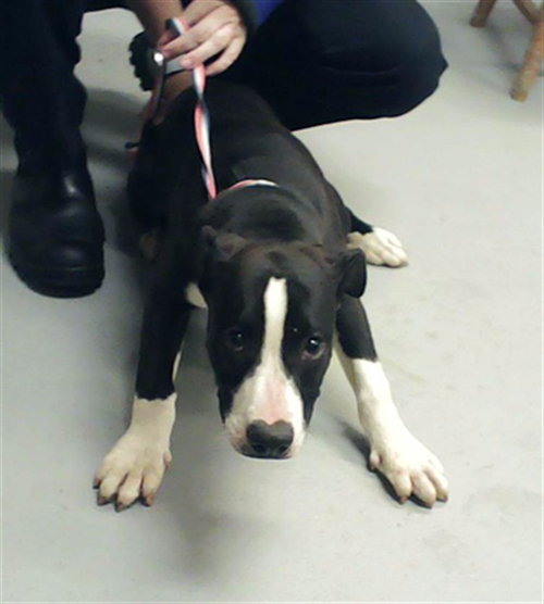 picture of the dog needing adoption