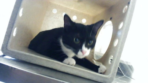 OLIVE, an adoptable Domestic Short Hair in Fayetteville, NC